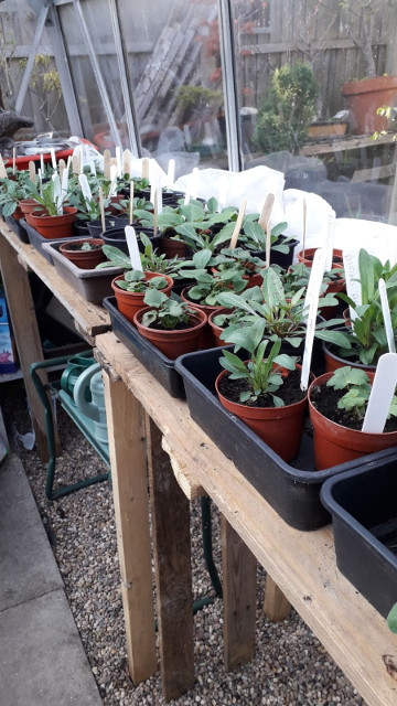 Tom and Glenis in their garden